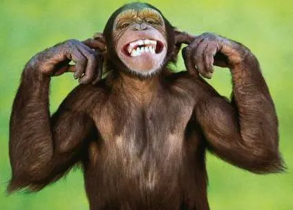 monkey monkey