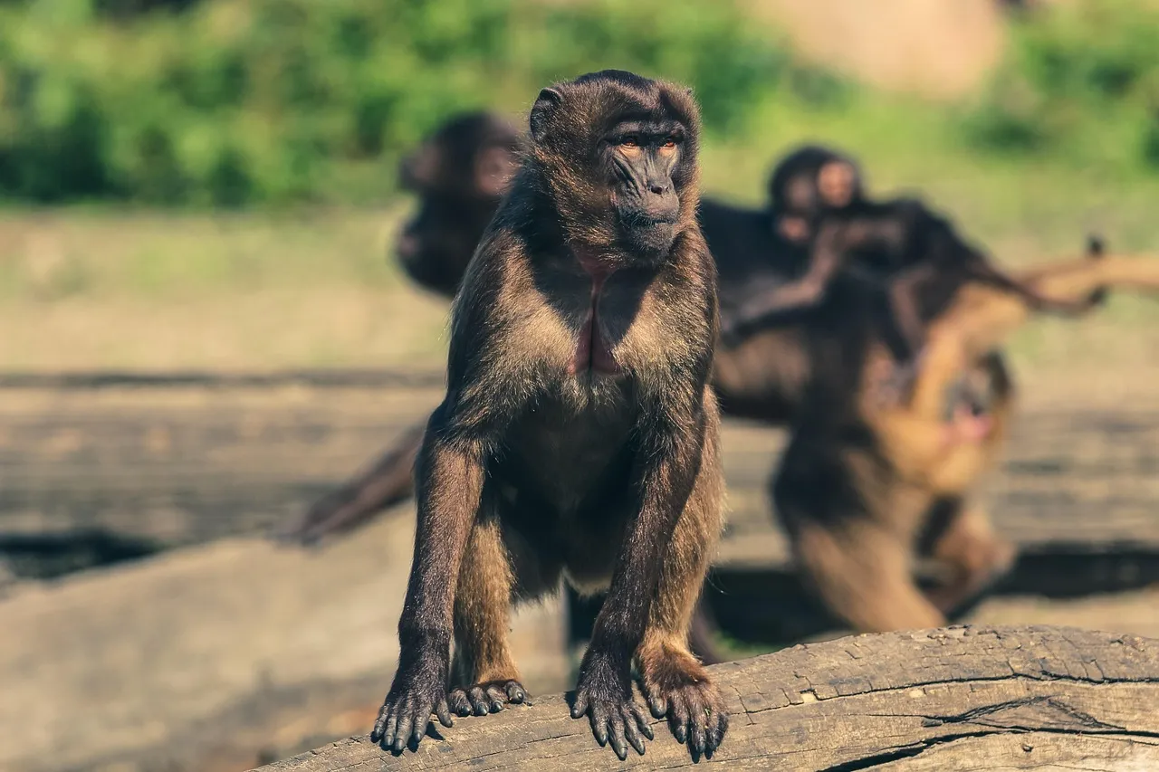Monkey Free Zone Monkey Free Zone