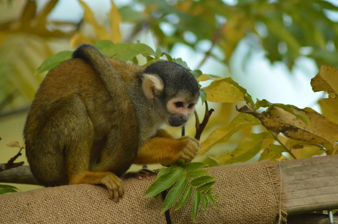 upside down monkey Upside down monkey