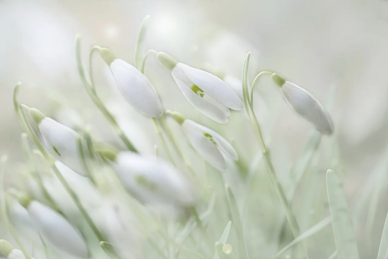 Flower Flower