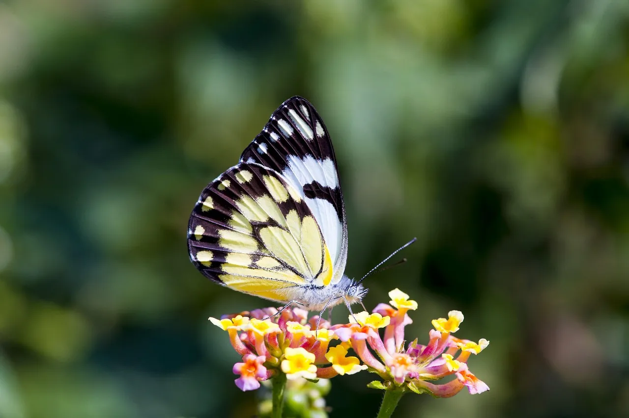 butterfly butterfly