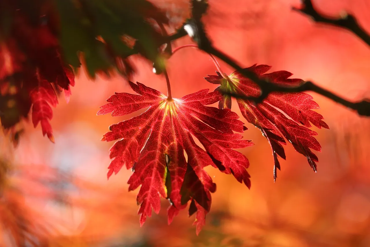 branch